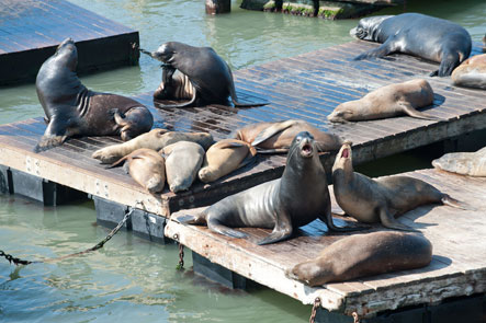 Sea lions